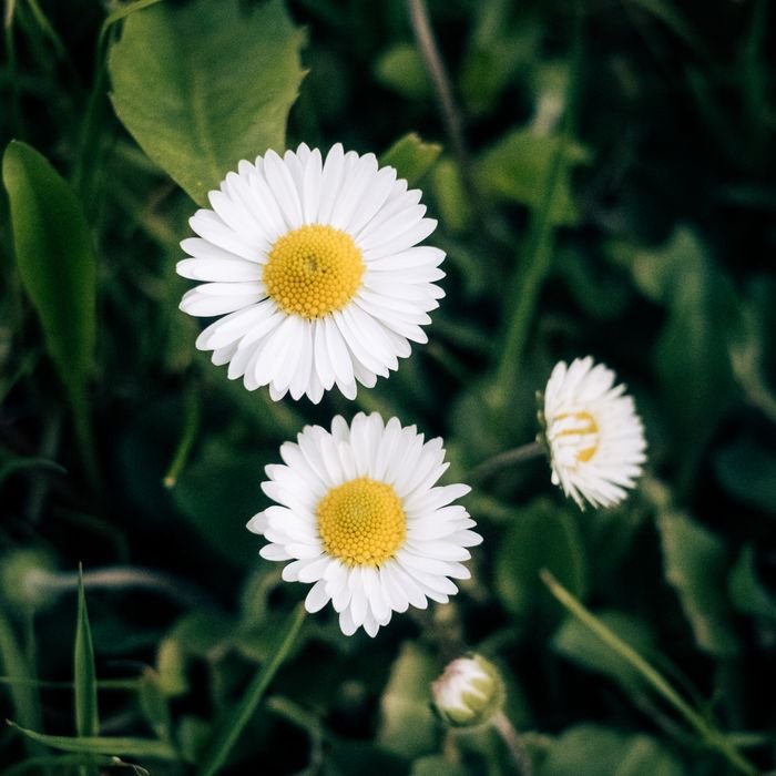 Detailed photograph of white daisies with yellow centers surrounded by lush green leaves.
